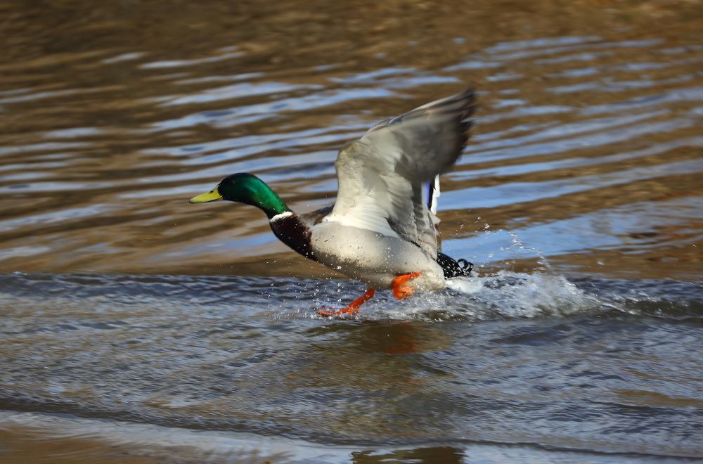Photograph by Станислав Вершинин