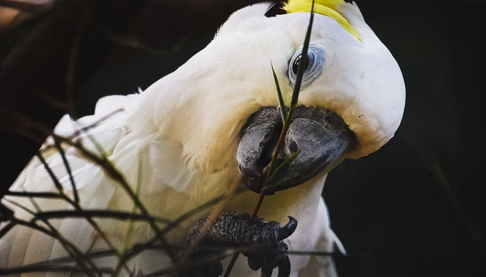 I'm Cockatoo