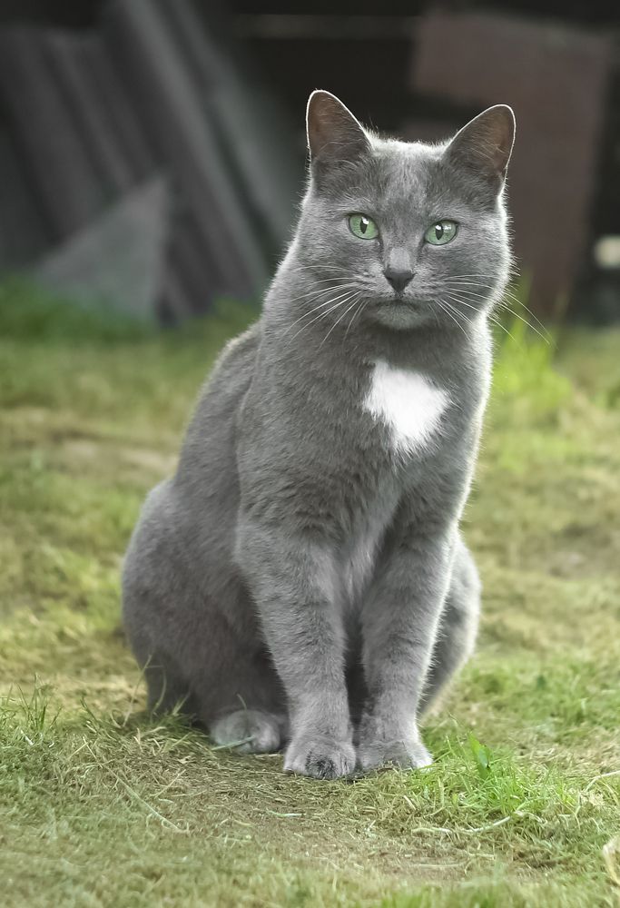 A gray cat named Kosya with a white spot