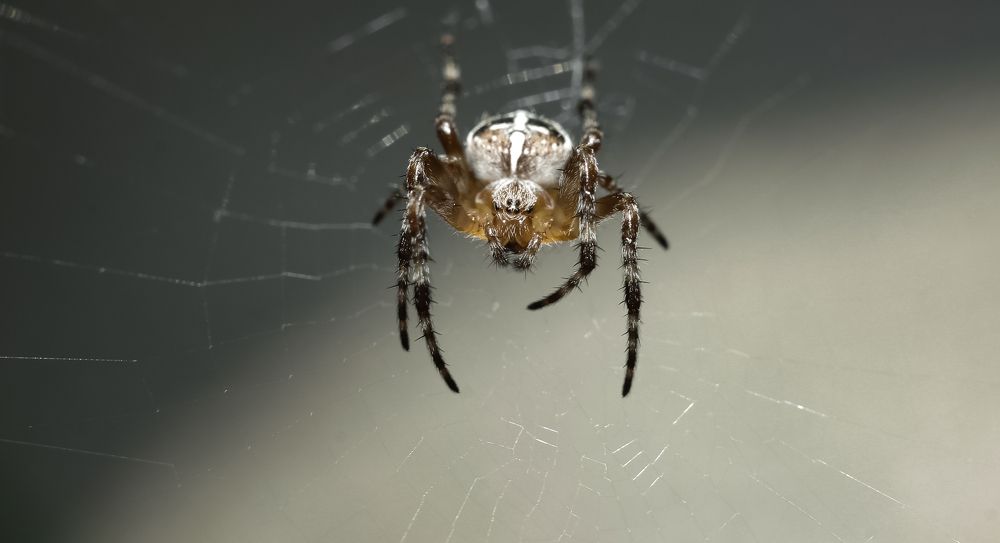 A Cross-spider