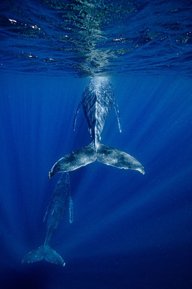 Photograph by Junya Higashi