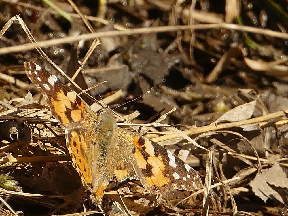 Photograph by Александр Кизим