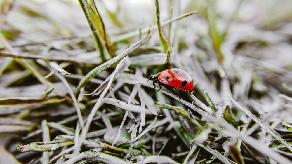 Photograph by Алексей Марченков