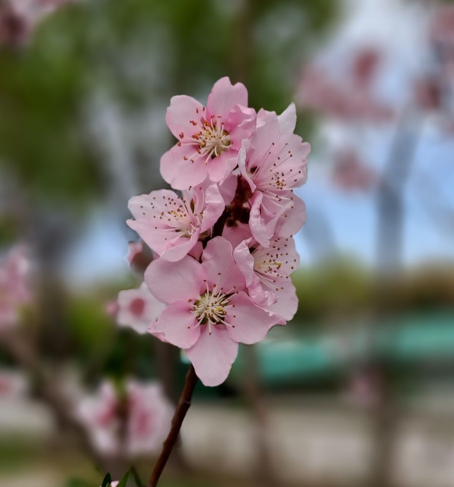 Photograph by mahboube moradalizade