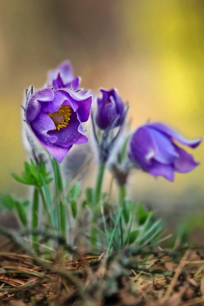 Photograph by Татьяна Бравая