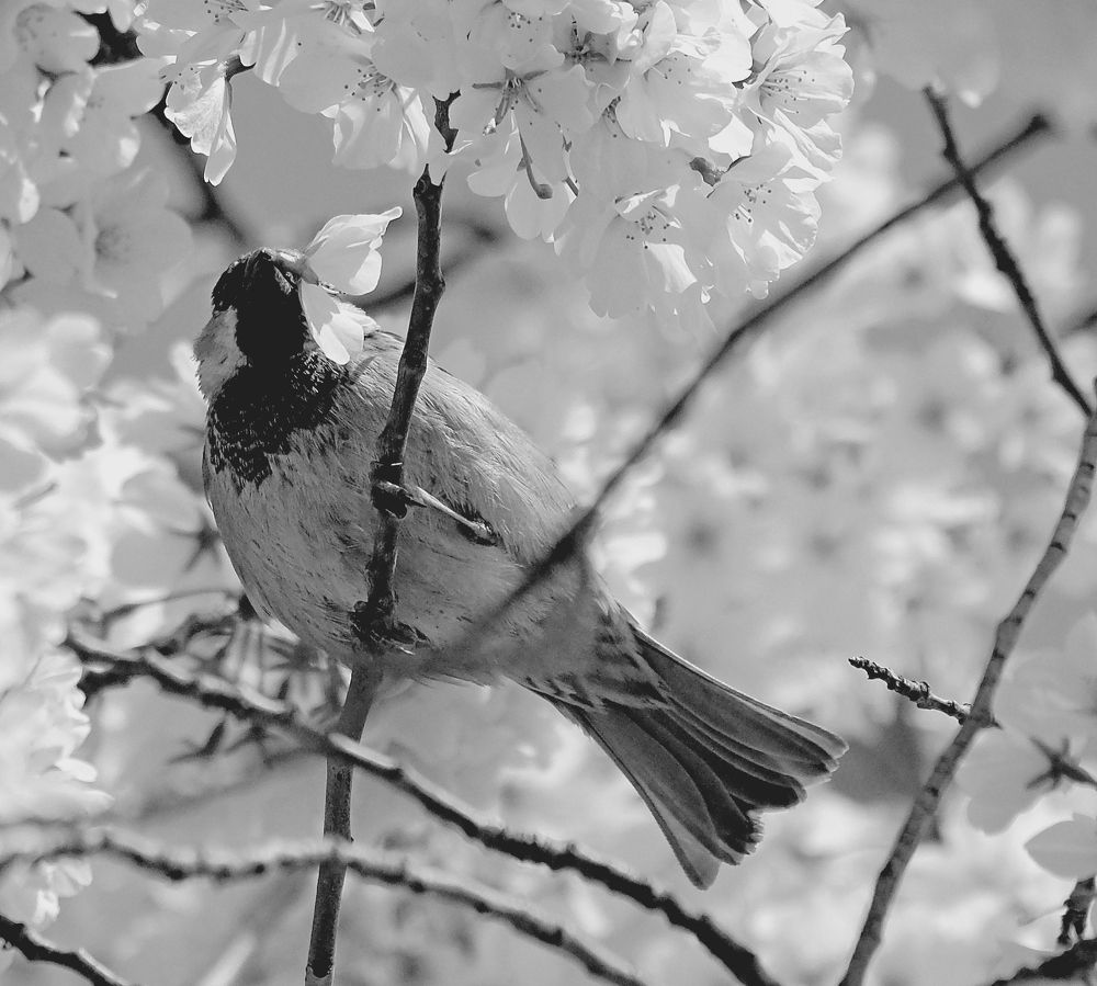 Photograph by Norayr Khazhakyan