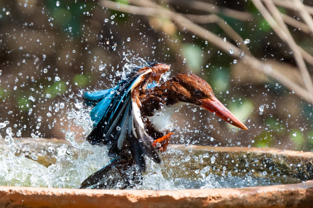 Photograph by Tushar Chindarkar