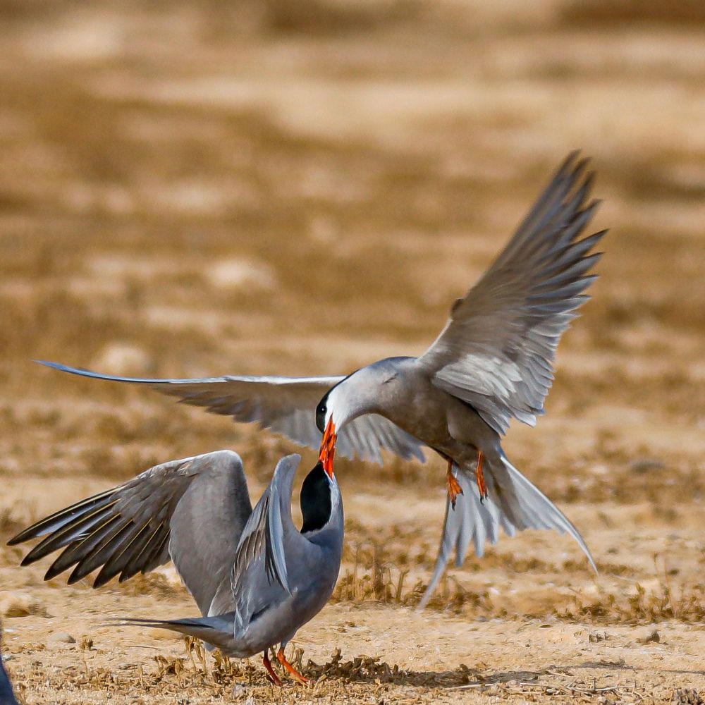 Photograph by Renny Joseph