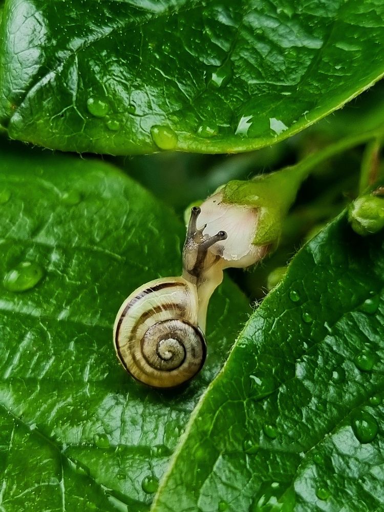 Snail drinks