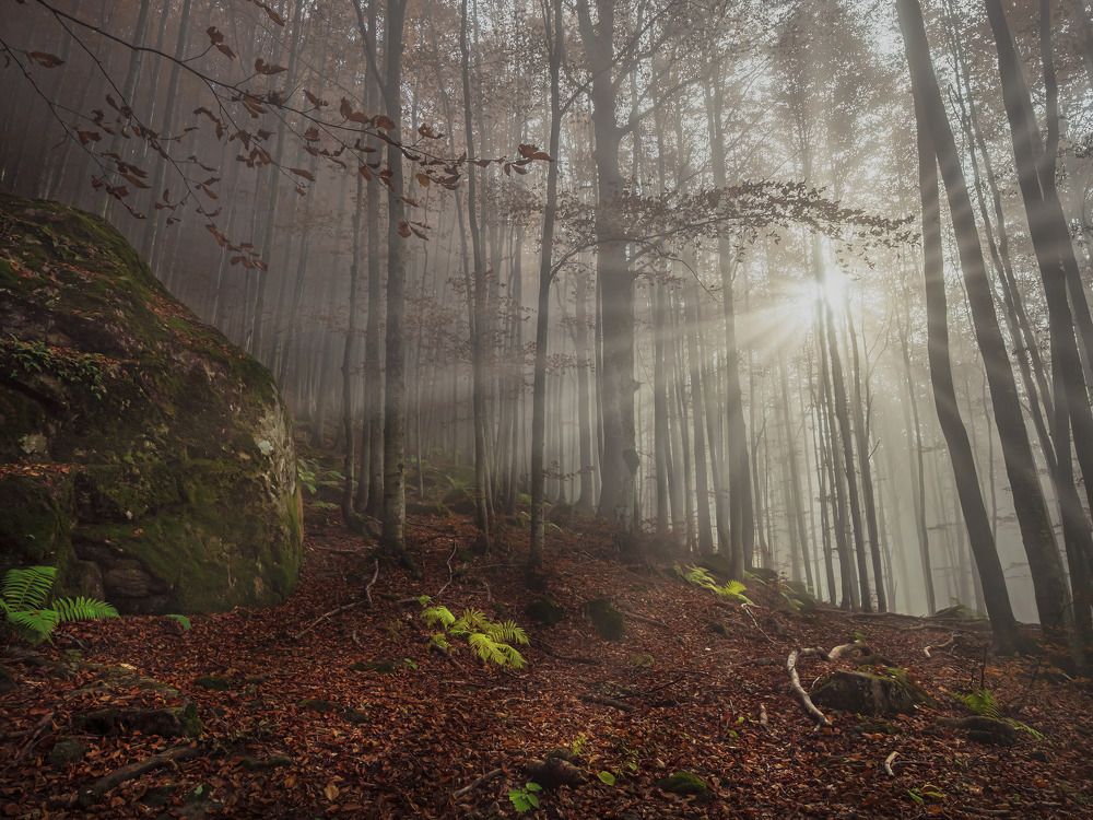 la nebbia nel bosco autunnale