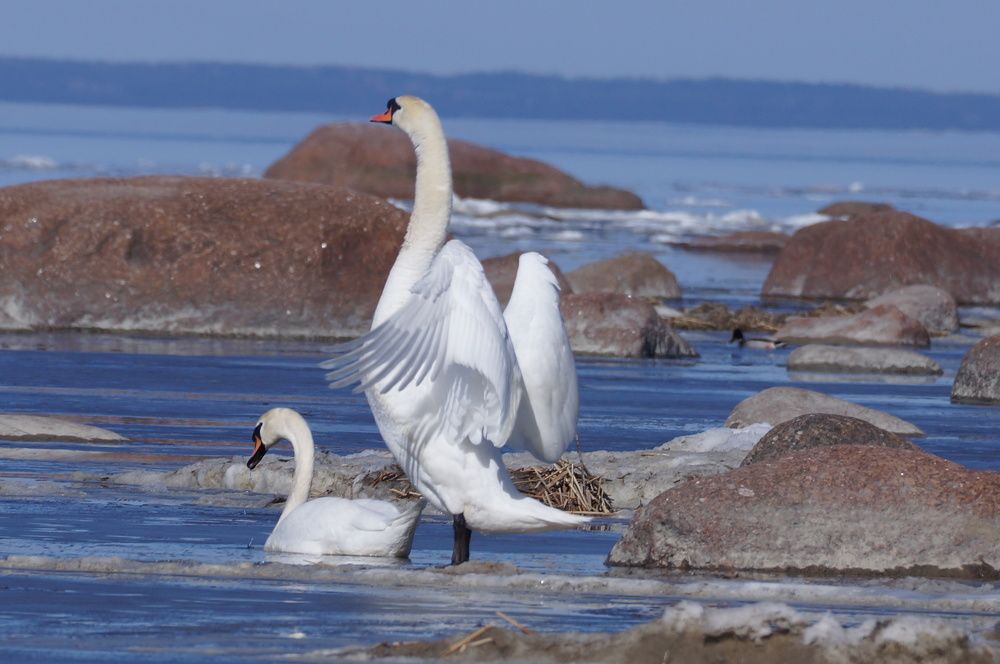 Photograph by Елена Рябцева