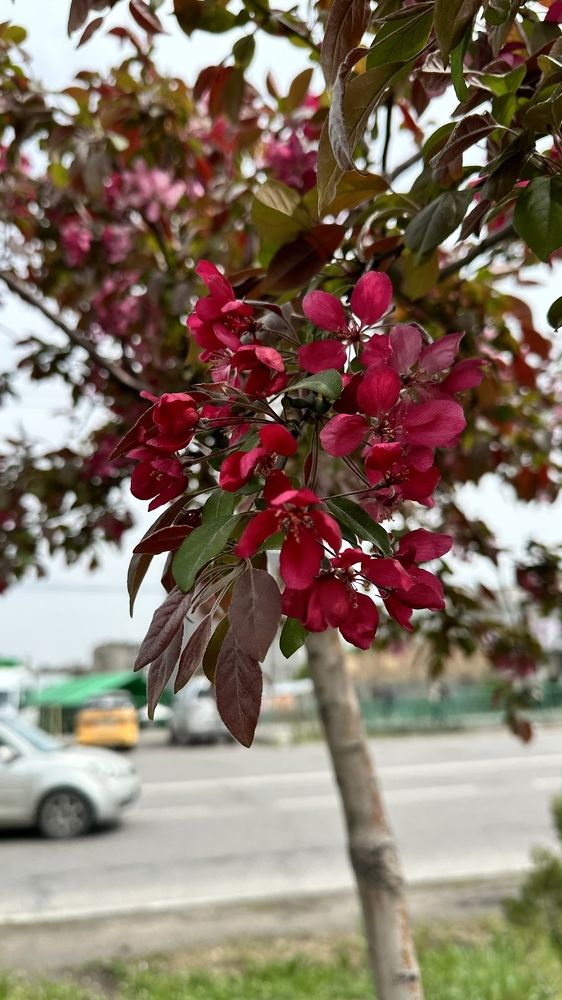Фотография автора Алянур Юлдашева