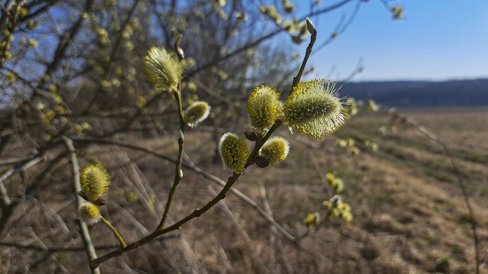 Photograph by Михаил Беляев