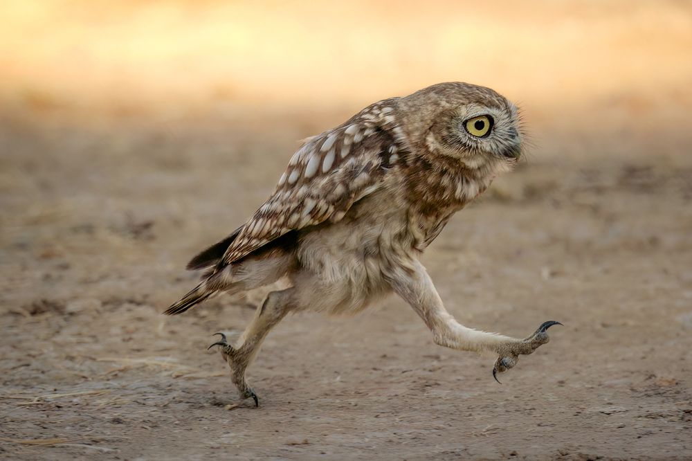 Late for a very important date