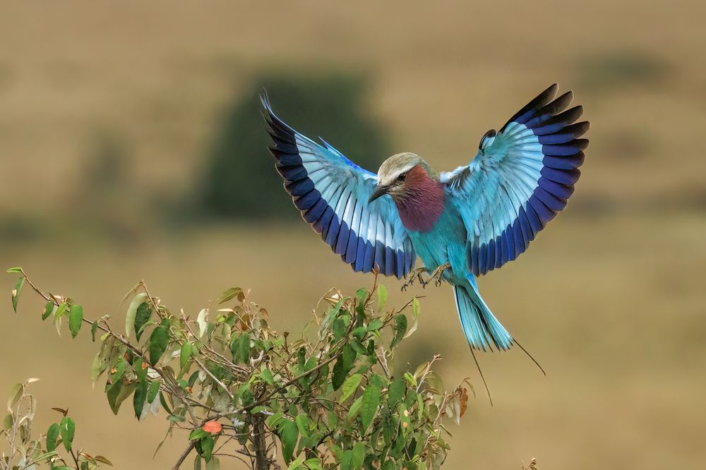 Majestical color palette