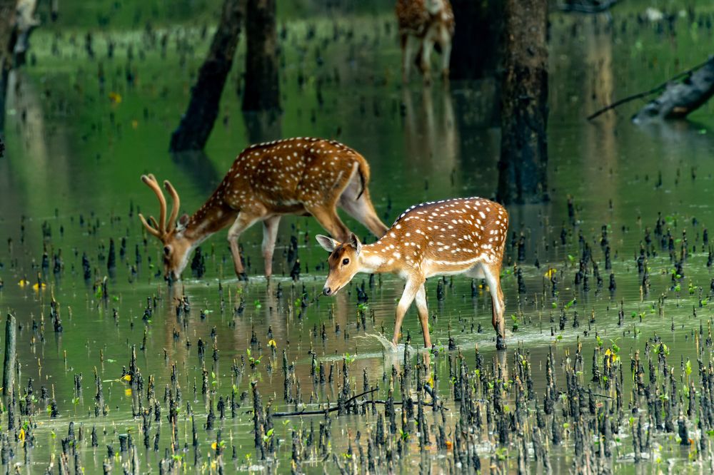 Deer of Sundarbans
