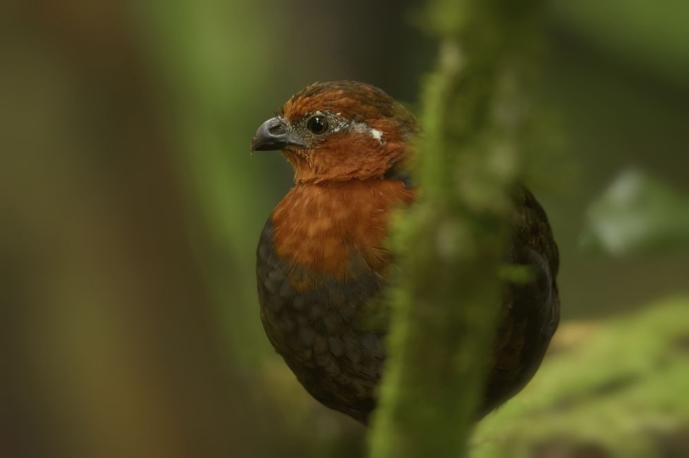 Photograph by LUIS FERNANDO CACERES GÓMEZ