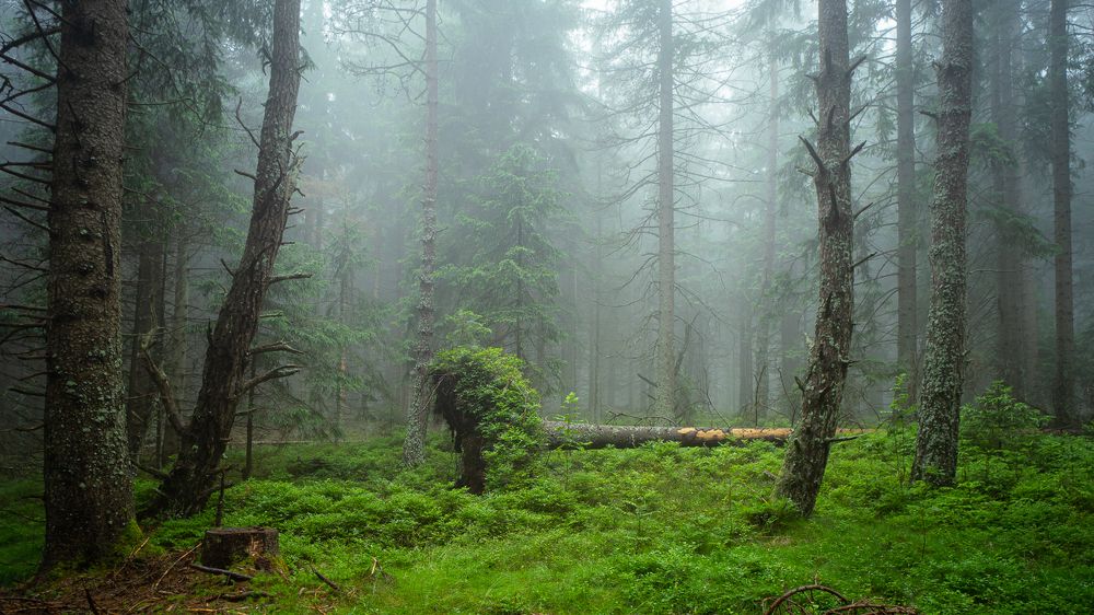 Photograph by Jan Vacek