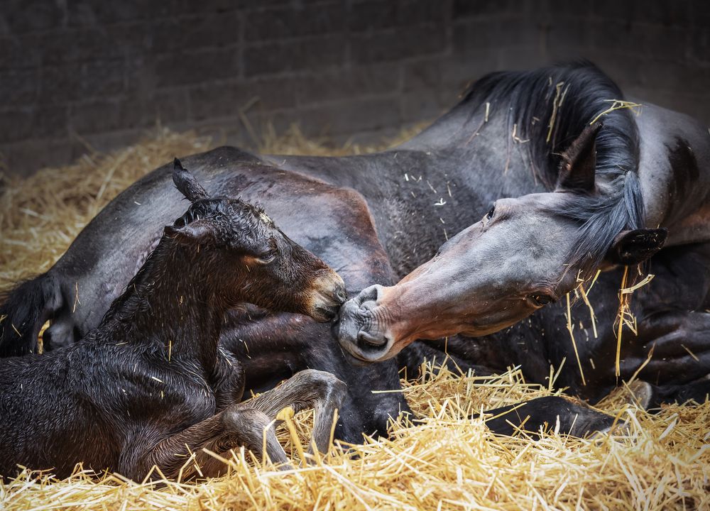 Photograph by Nadina Ironia