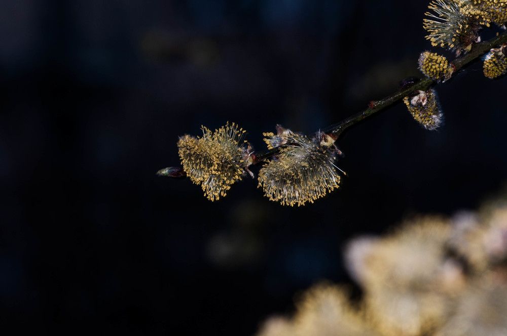 Микрокосмос растений