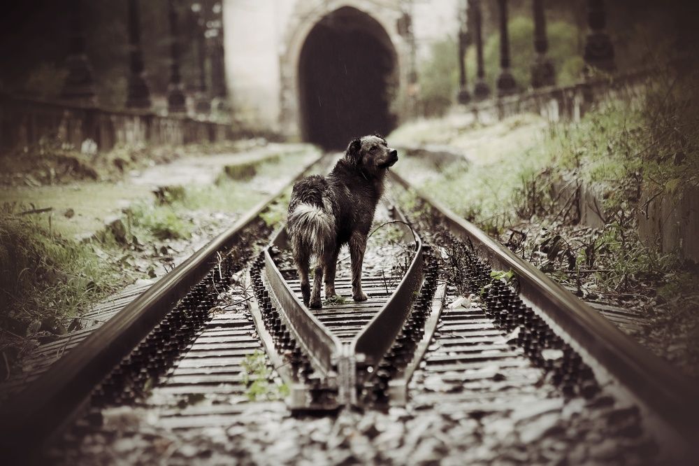 Фотография автора Елена Кириллова