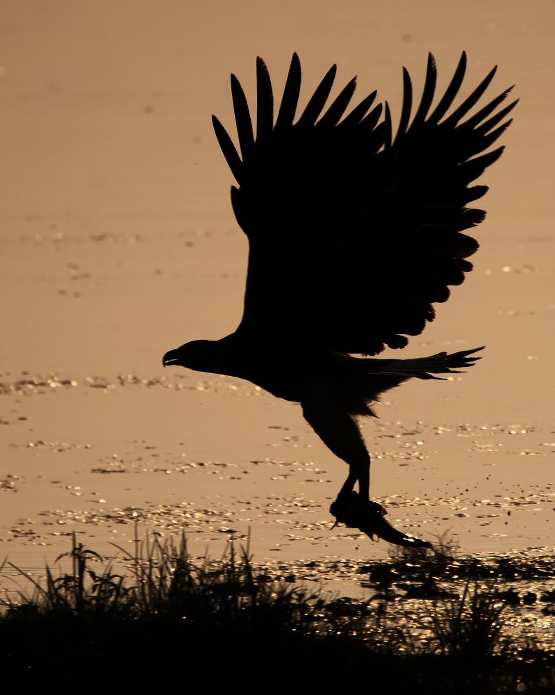 Photograph by Pinak Paul