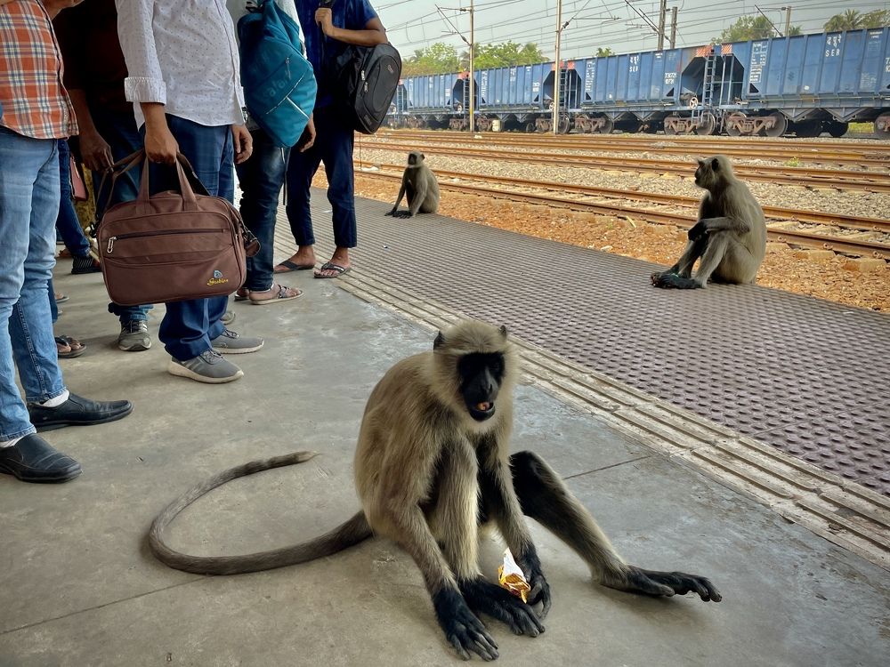 Фотография автора BIPLAB MISRA