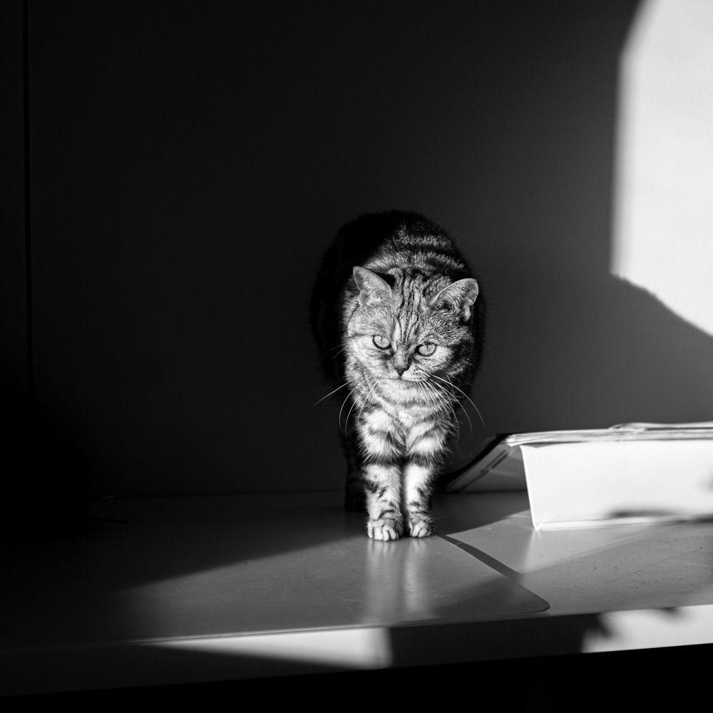 Photograph by Oleg Kolie