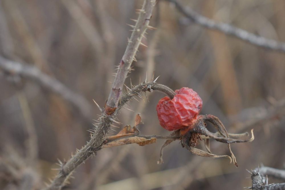 Photograph by Екатерина Сафронова