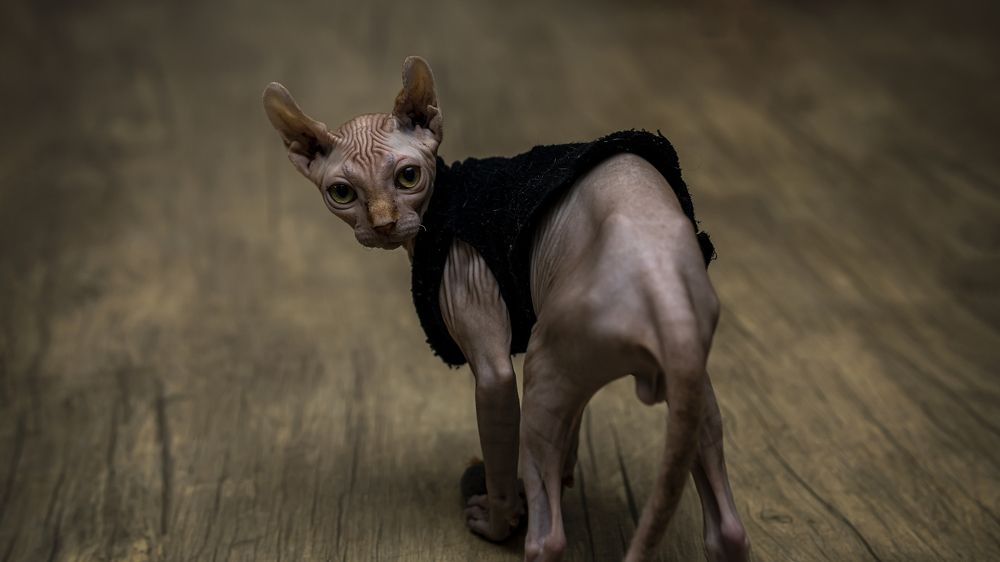 Photograph by Denis Hillel Schatz