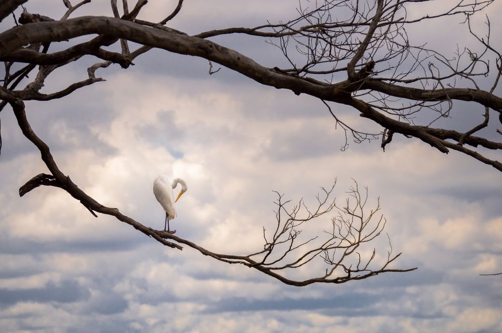 O Coração da Garça