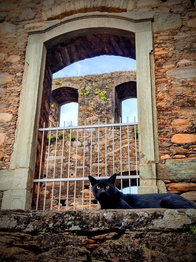 Gato nas ruínas