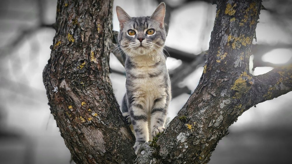 Коты прилетели