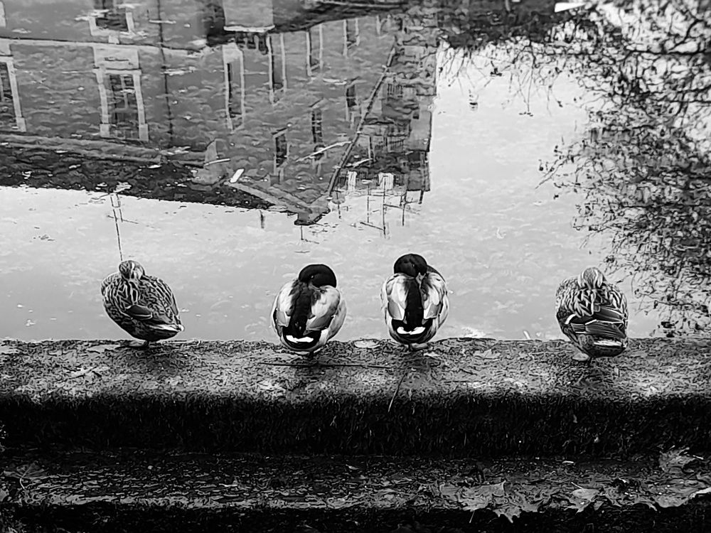 Four ducks by the lake