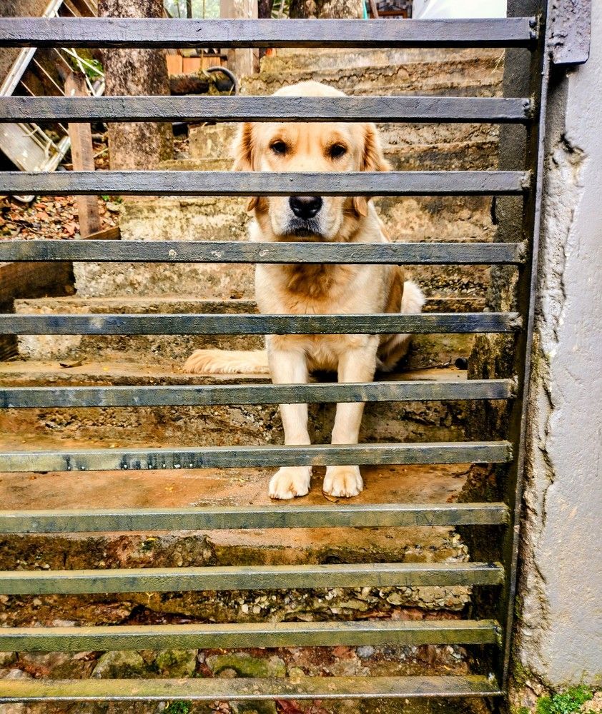 Фотография автора Giovani Martins Candido