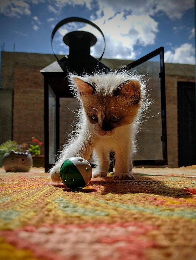 Фотография автора Giovani Martins Candido