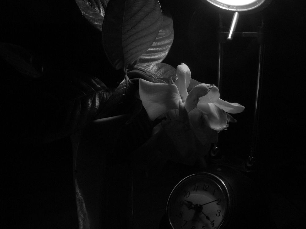 Фотография автора Ileana Andrea Gavinoser