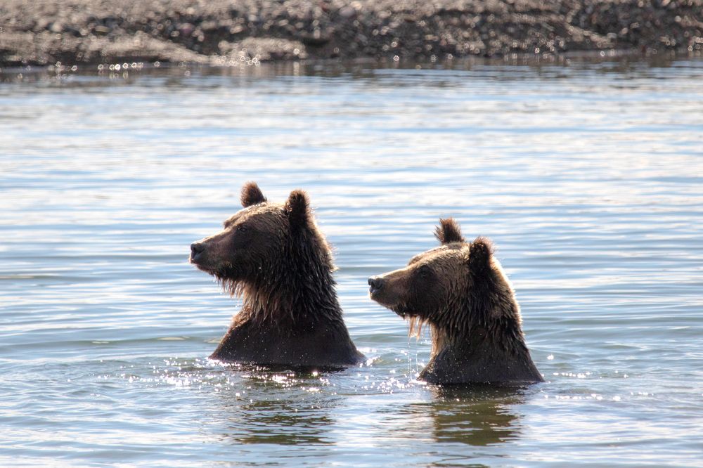 Что, что там?