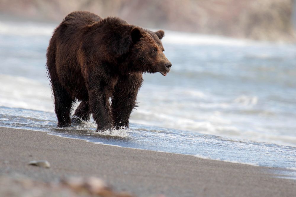 Хозяин пляжа
