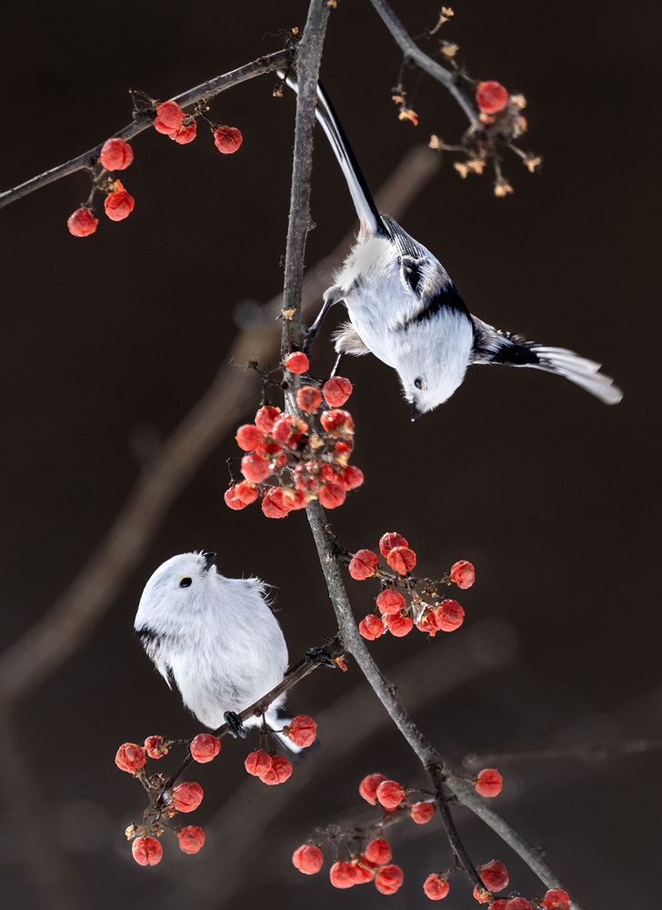 Photograph by VOON WAH WONG