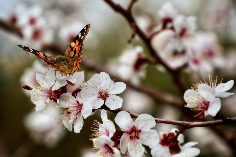 Эффект бабочки