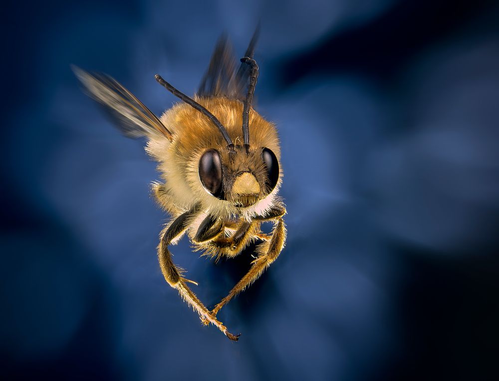 Photograph by Boris Bekelman