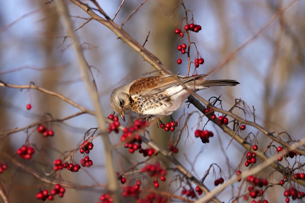 Photograph by Алексей
