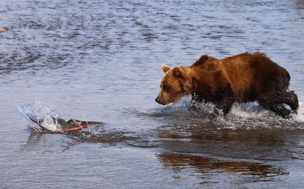 Photograph by Диана Жагрина