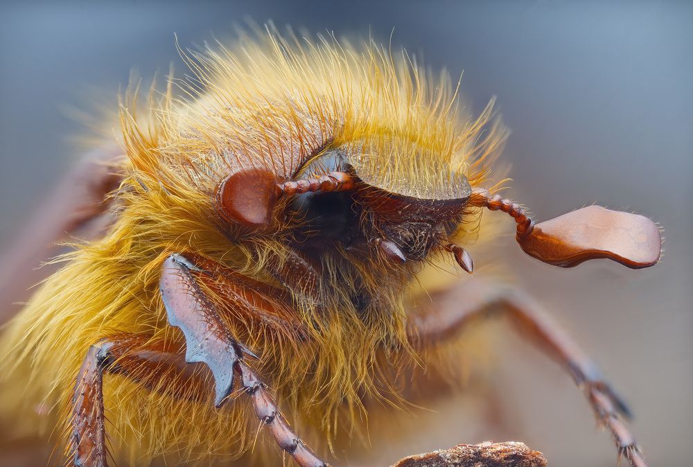 Портрет нехруща