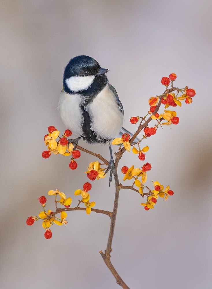 Photograph by VOON WAH WONG