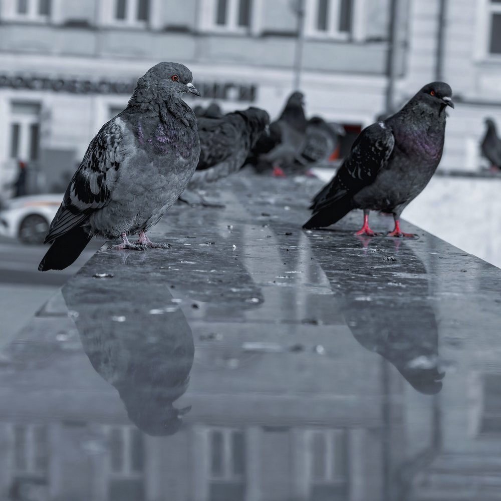 Photograph by Ольга Лукина