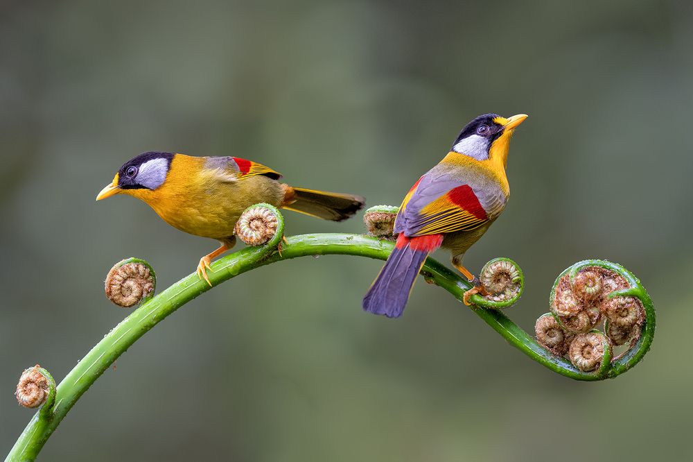 Photograph by VOON WAH WONG