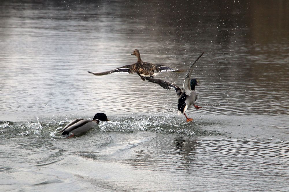 Весна на реке