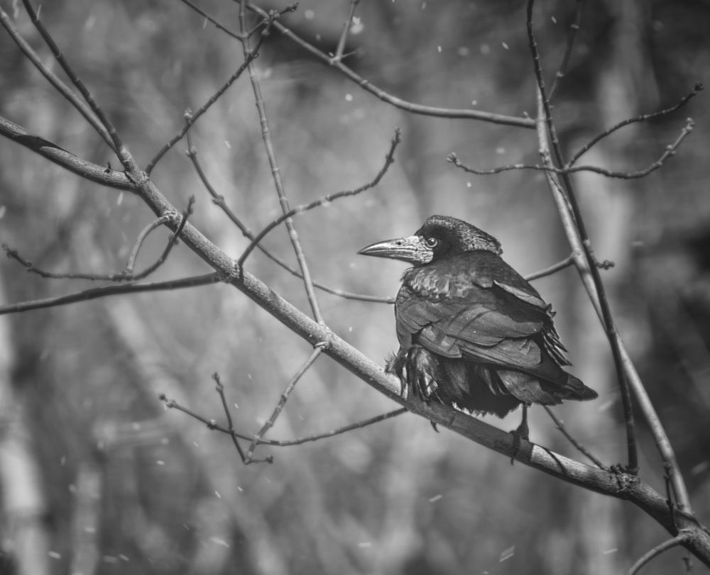 Грачи прилетели